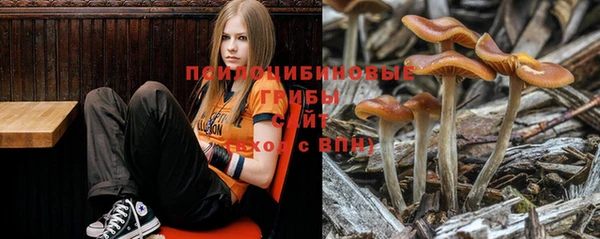 прущие грибы Корсаков